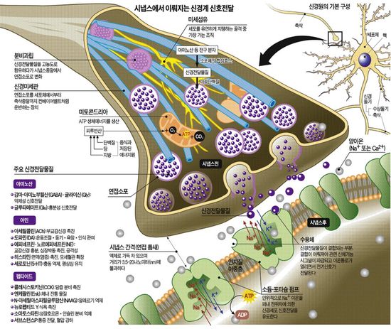 신경계 전달물질.jpg