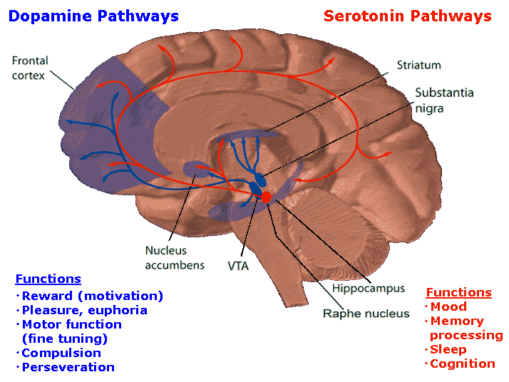 Dopamine pathway.png